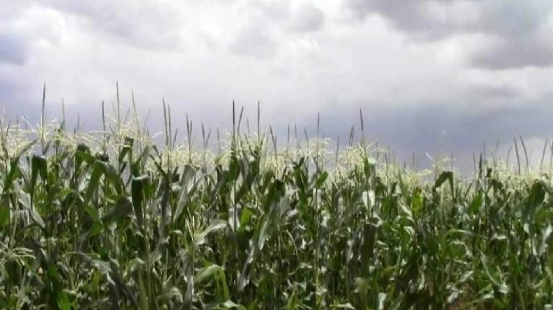 agricultura cultivos campo